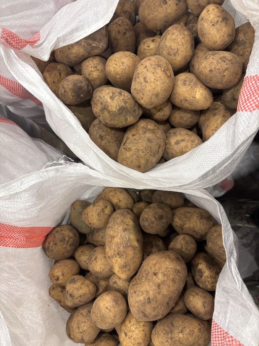 Продам картофель в больших обьемах