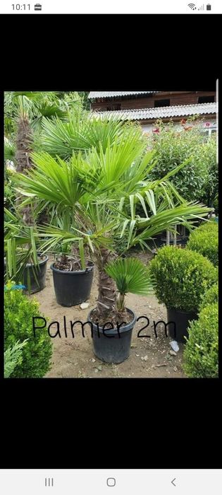 Plante decorative