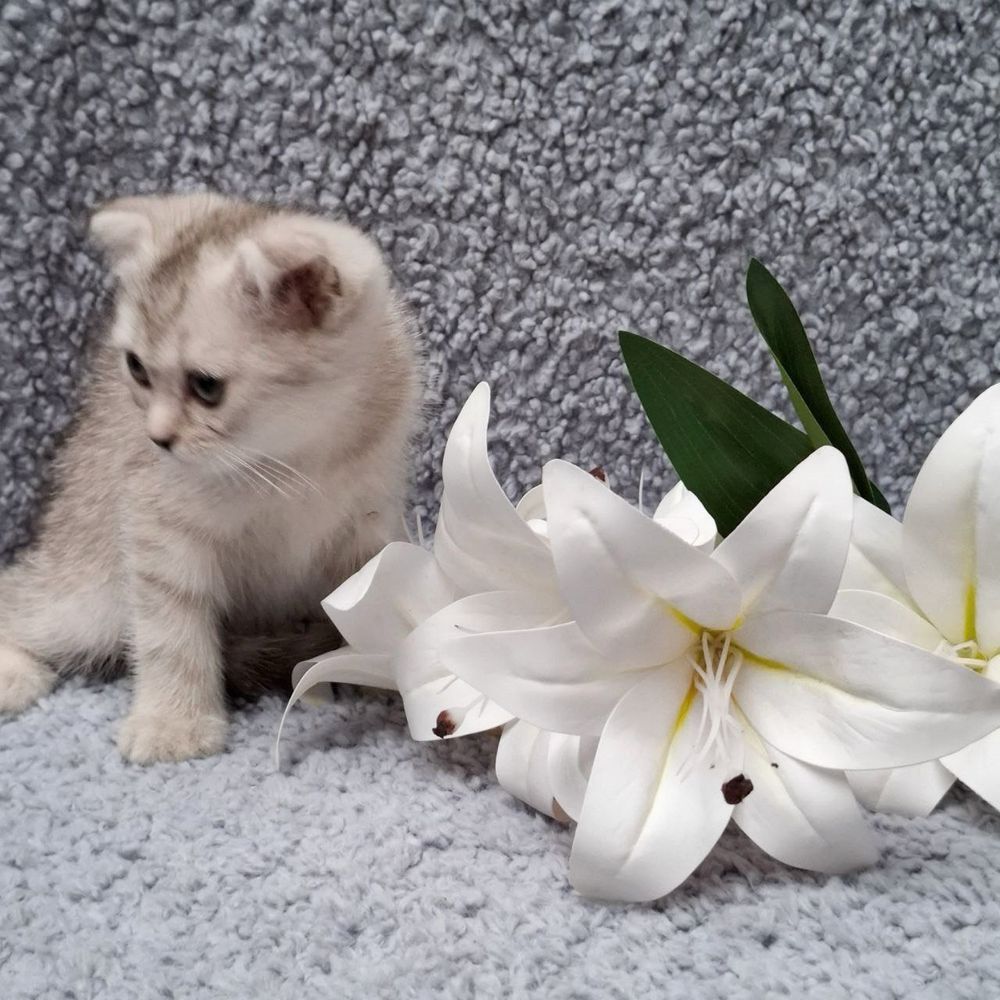 кошка скоттиш фолд