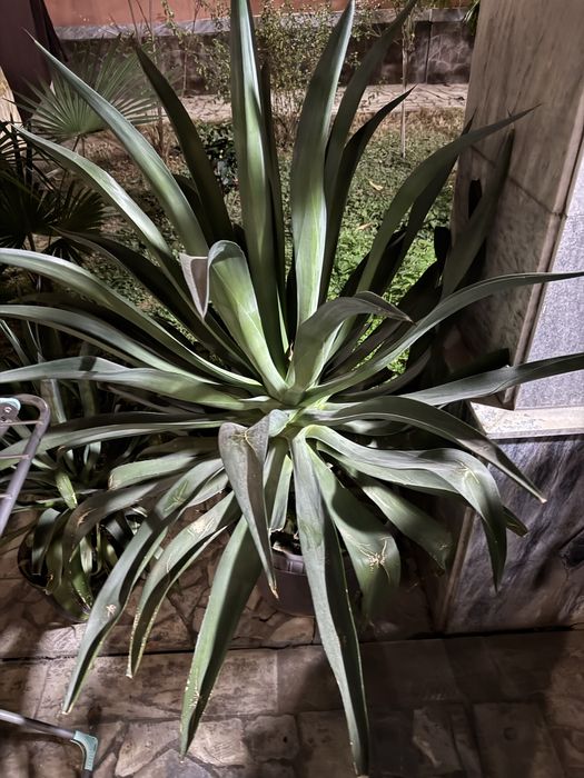 Shu gulla sotiladi xamasi kotasiyam bor kichkinasiyam bor