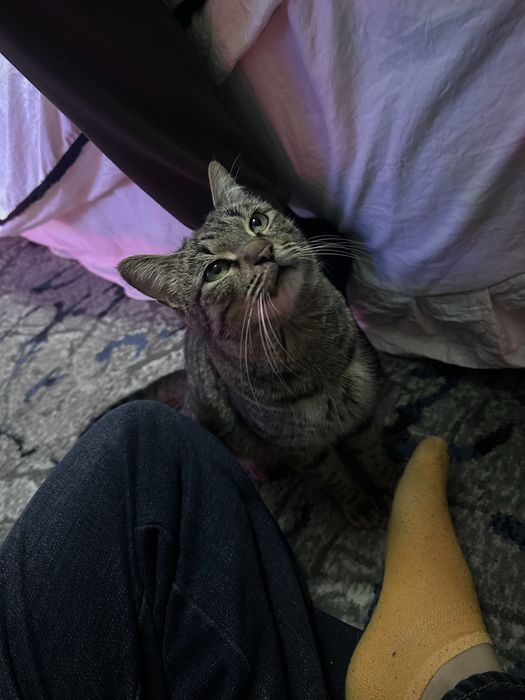 Кошка взрослая !