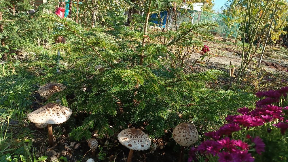 Vand Braduti naturali