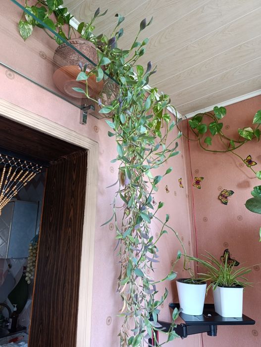 Домашние цветы,круглогодично зелёные, любят рассеянный солнечный свет.