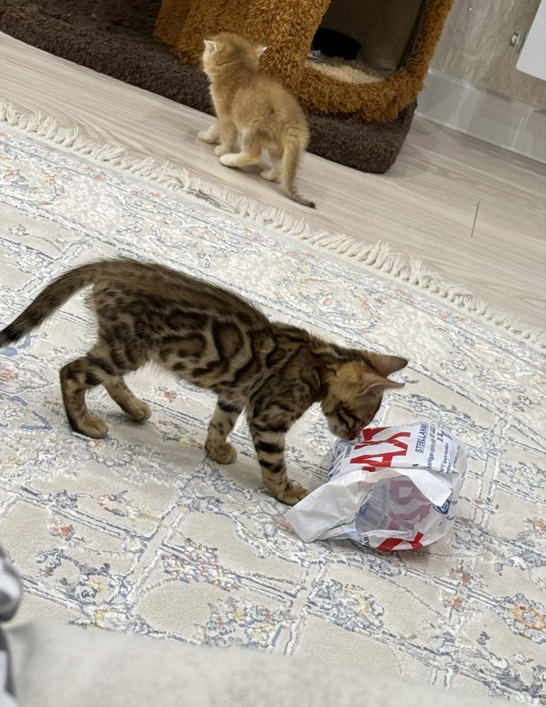 На продаже бенгальская девочка