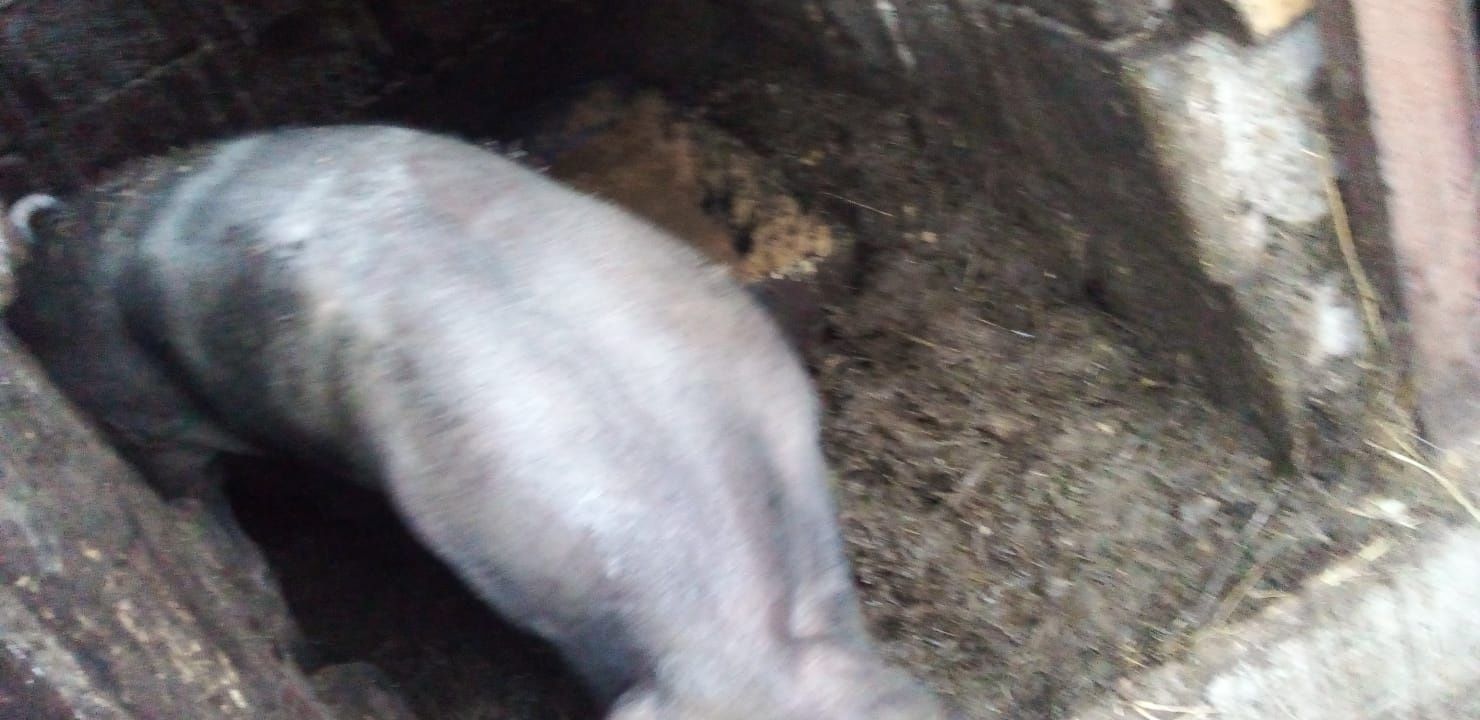 Animale vînd mînză