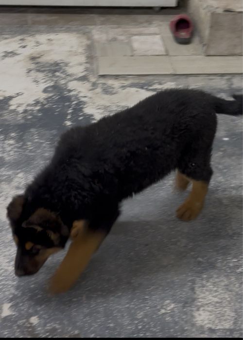 Продам щенка немецкой овчарки 3 мес кабель