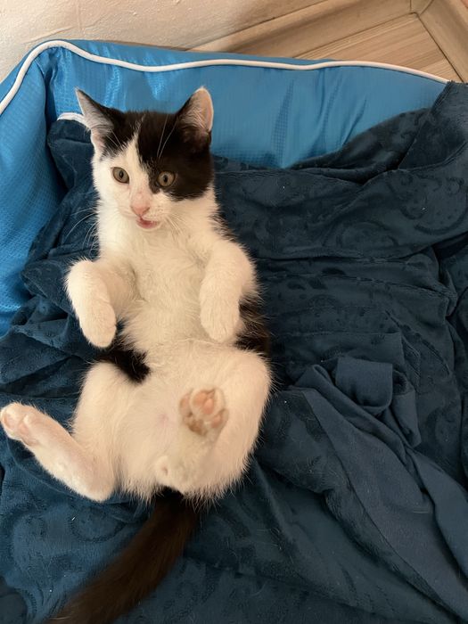 Подарявам мъжко коте