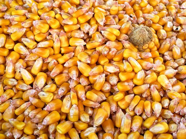 Продаётся кормовая кукуруза