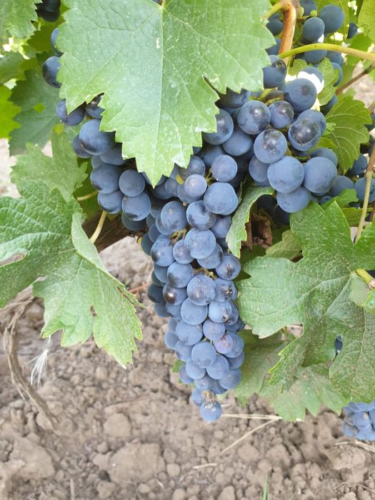 De vânzare struguri merlot.