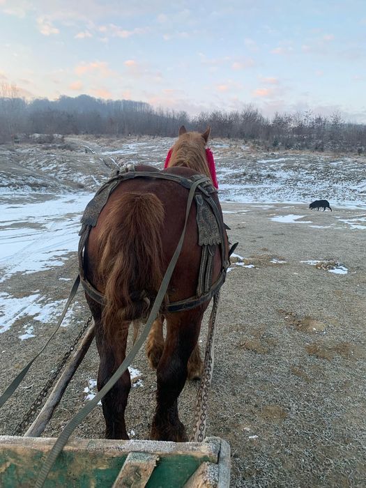 Vând armăsar 3ani sau schimb pe oi