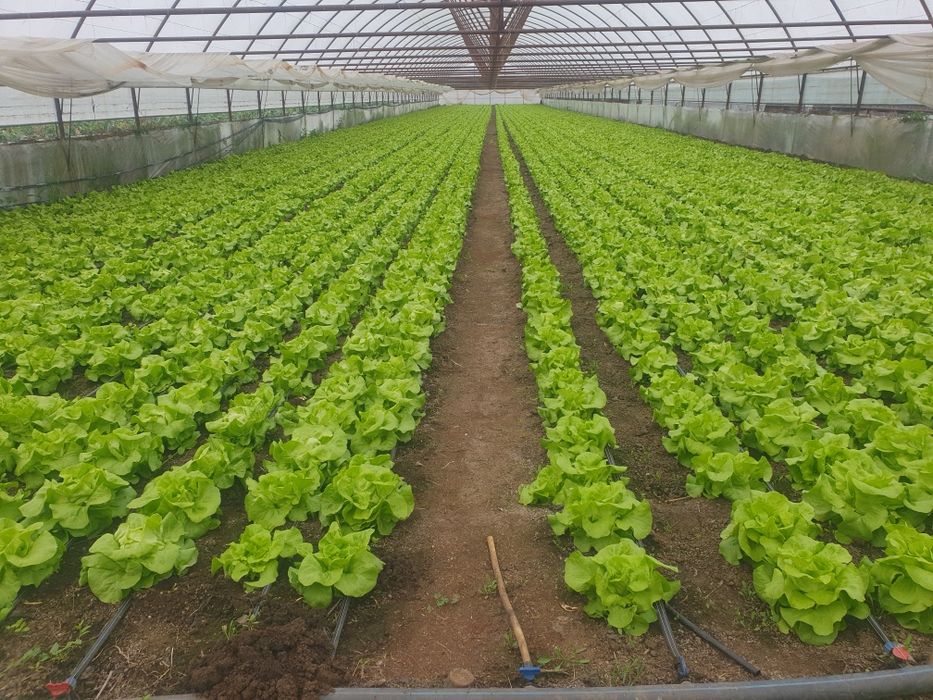 Salată touareg cantitate mare