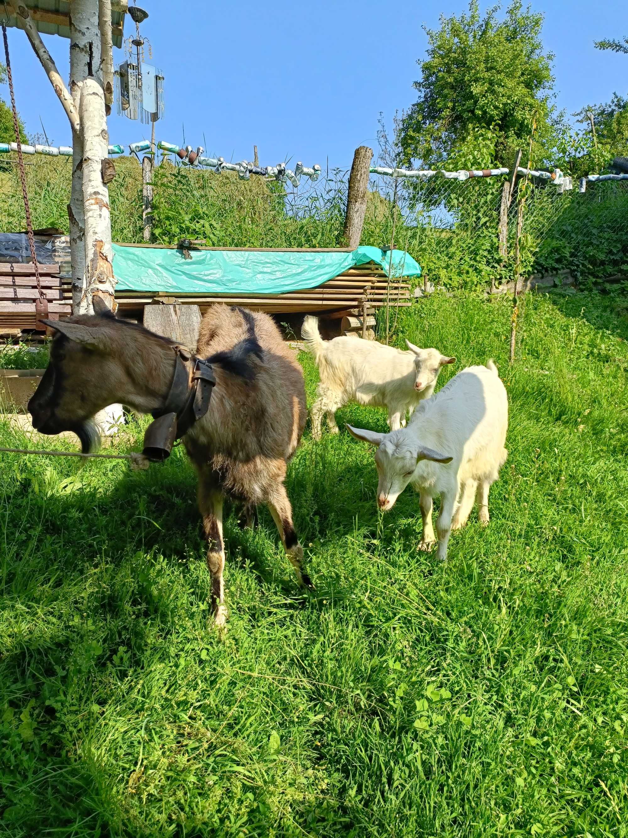 Vând capră cu 2 ieduțe