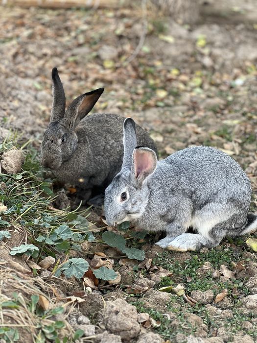 Quyonlar sotiladi erkak ayol hammasi soglom
