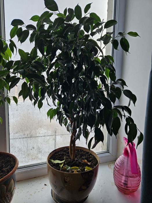 Фикус Бенджемина