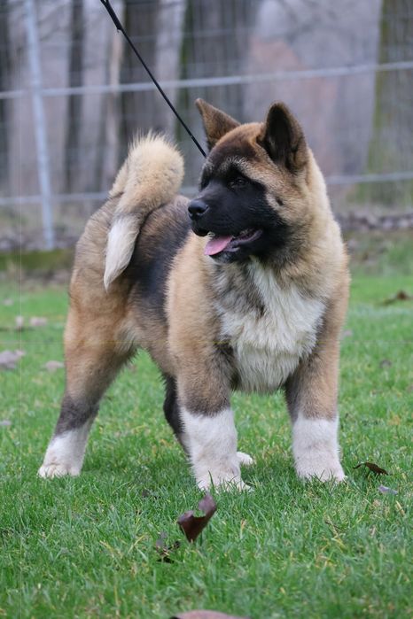 Femela  akita american pedigree tip A