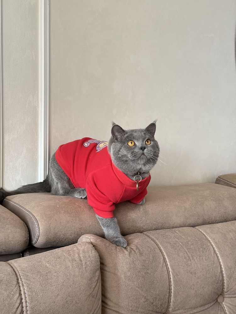 Кот на вязку / Мушук кушилиш учун