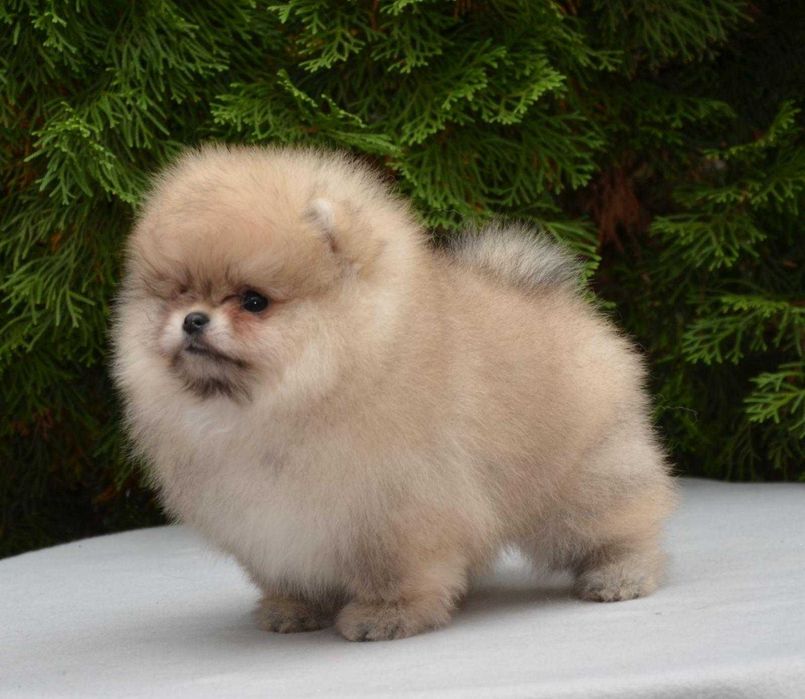 Fetiță Pomeranian tip ursuleț – foarte mică și adorabilă!
