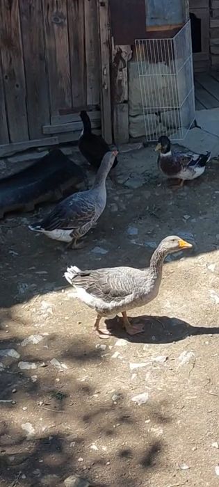 Продавам две гъски