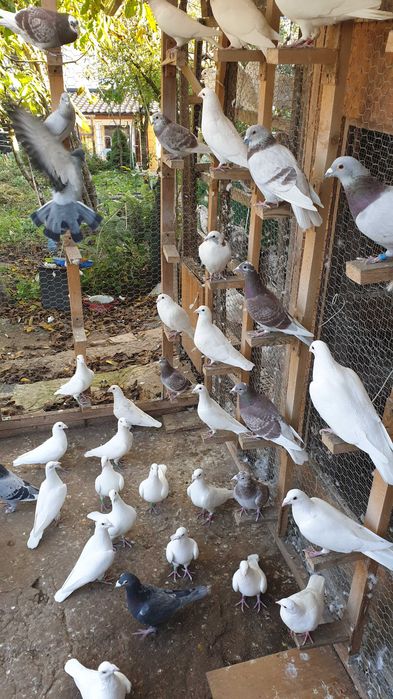 Ocazie! Vand voiajori albi pentru nunti si voiajori concurs vaccinati!