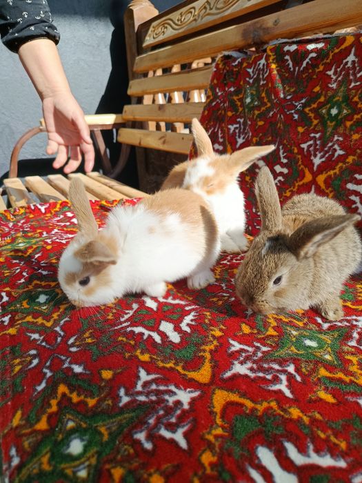 Karlik baran Sotiladi