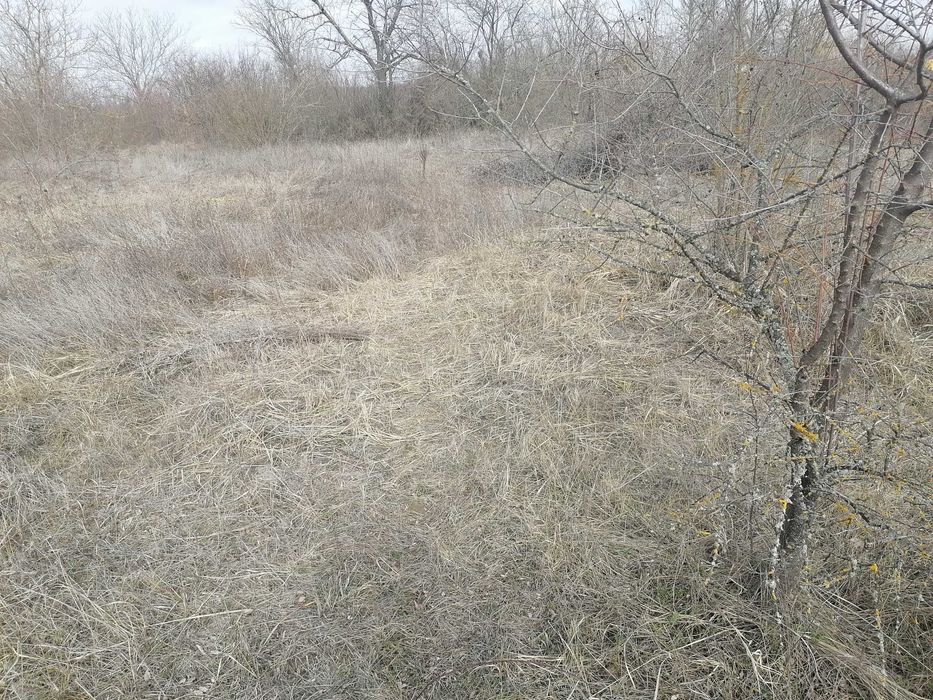 Продавам лозе в местност "ОБЗОР"