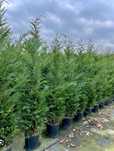 Leylandii calitate extra,  avem toate dimensiunile