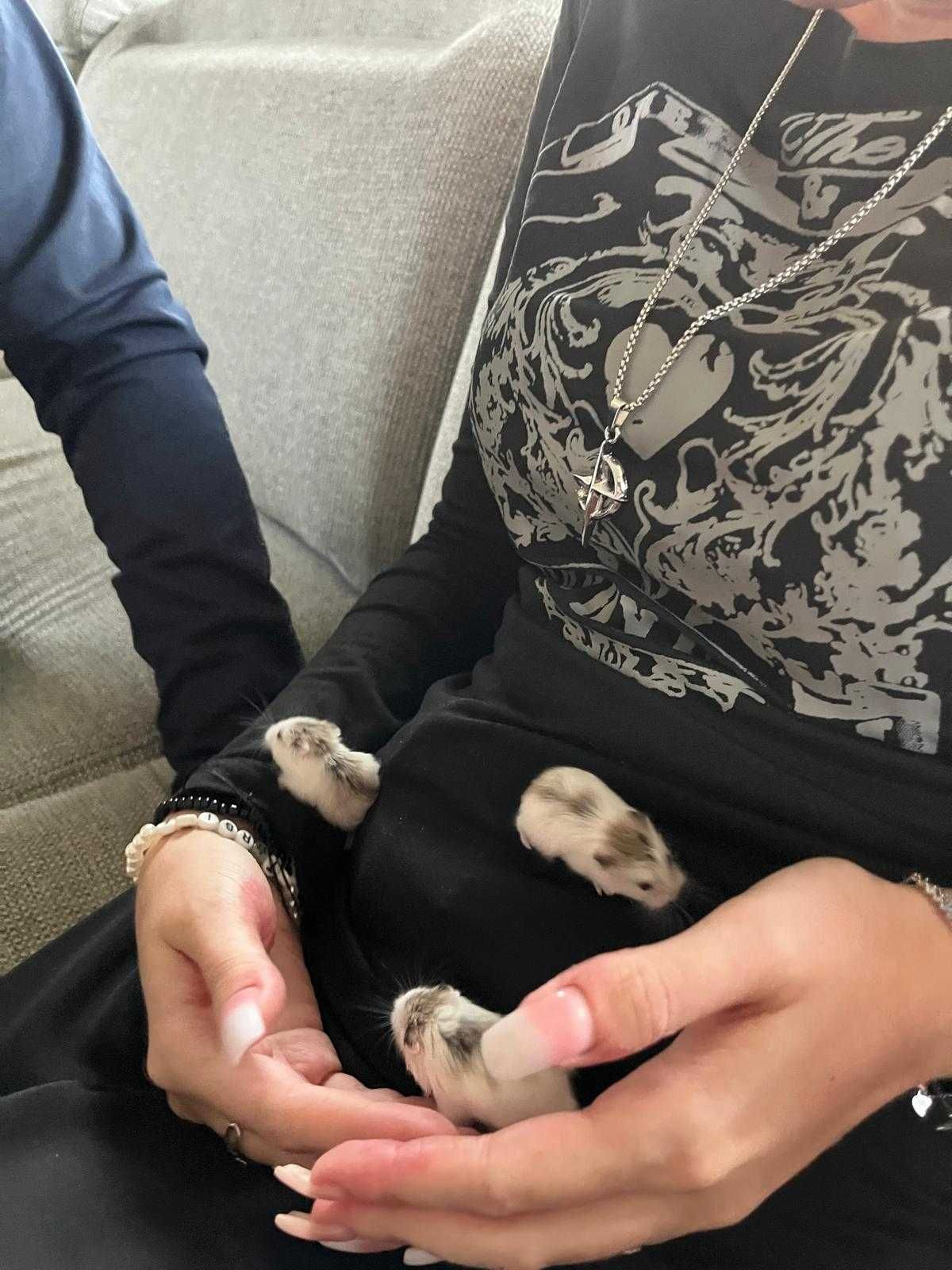 Vand hamsteri pitici asiatici