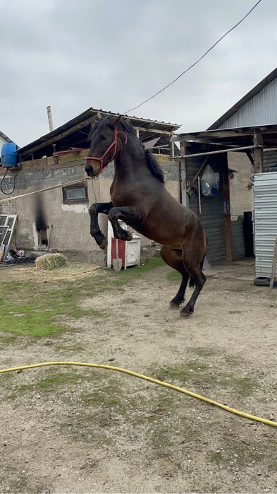 Айғыр 4 жасар