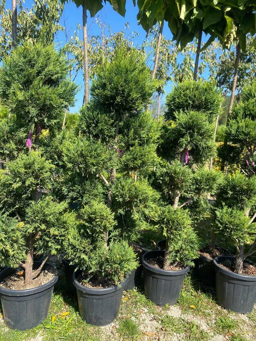 Plante ornamentale pentru un peisaj verde pe tot parcursul anului