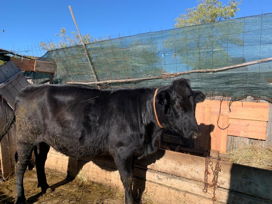 Vand vitica rasa Angus