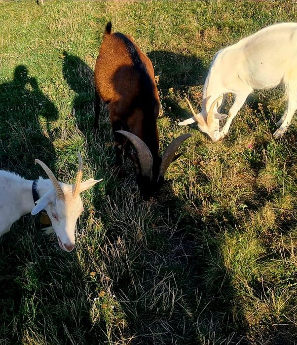 Vând țap Alpin Francez