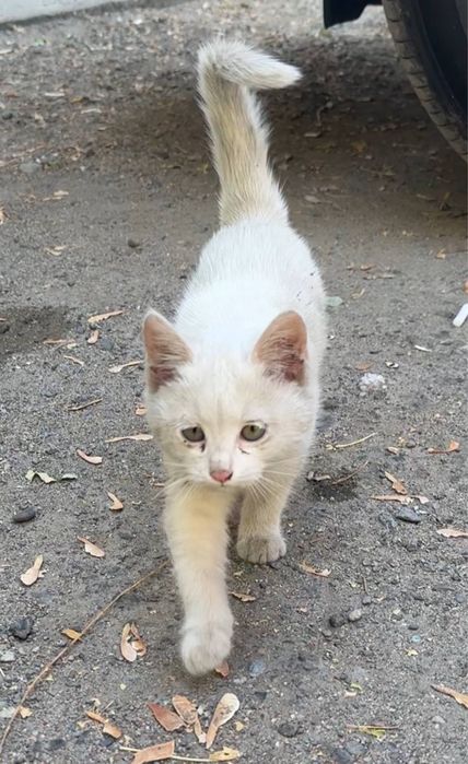 Котёнок (девочка)