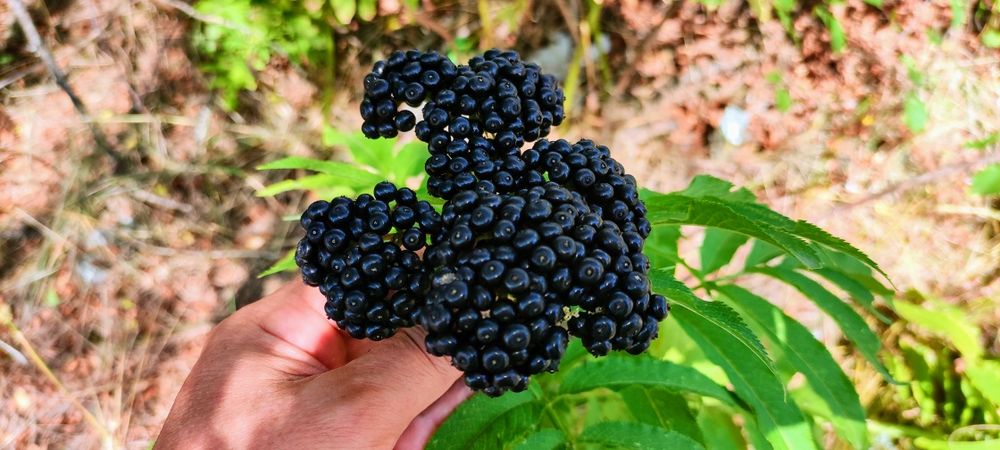 Черен БЪЗ /бъзак/ сироп