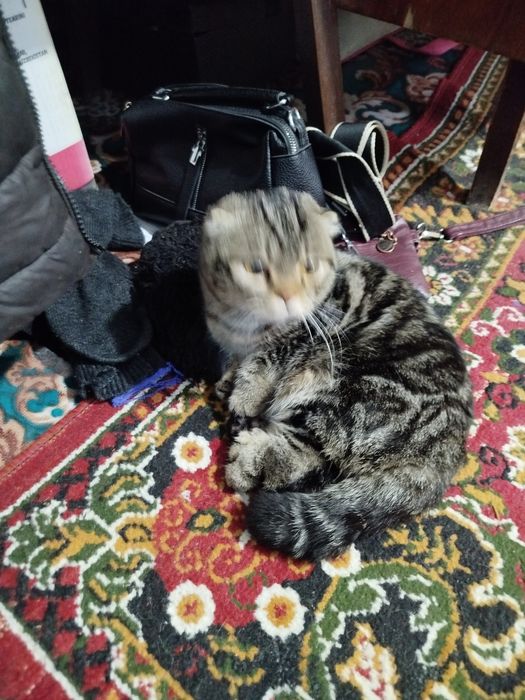 Зотга мушук сотилади нархини келишамиз