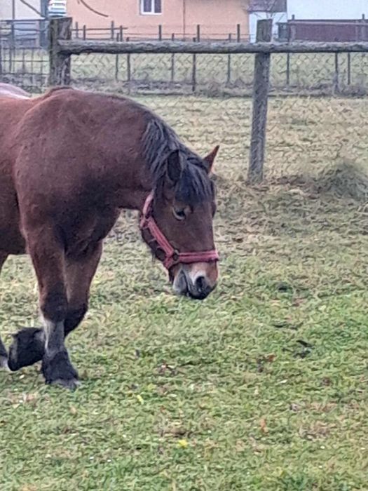 Iapa de vînzare vârstă 4 ani