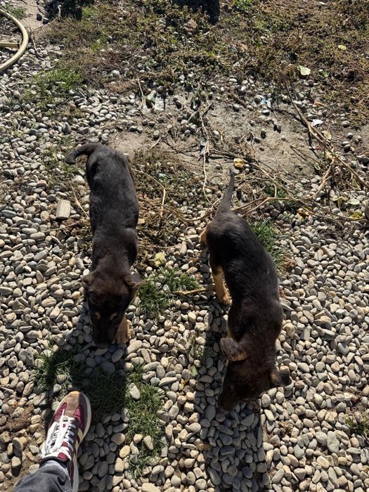 Ofer spre adoptie catele lup