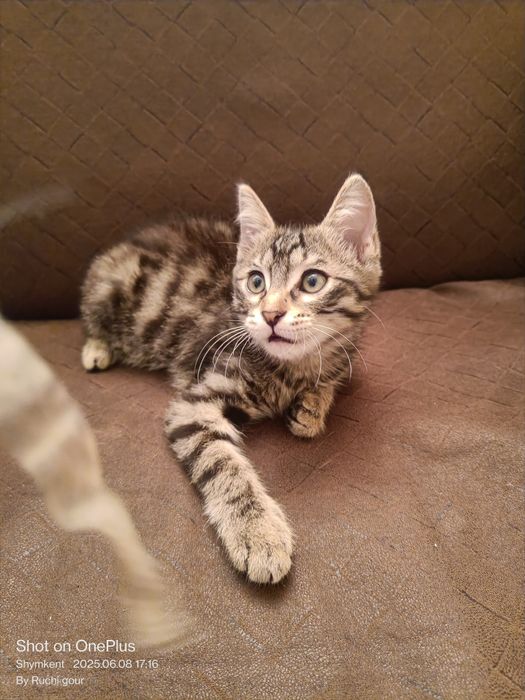 Три котенка для Форестера Черный - мальчик, остальные две - девочки.