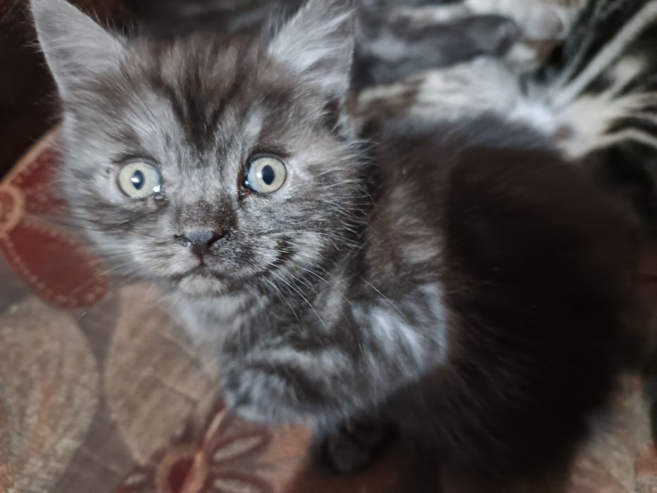 Отдам котёнка 1 мальчика едят все подряд мама шотландской породы .