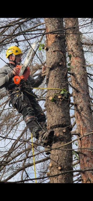 Реже опасни дървета