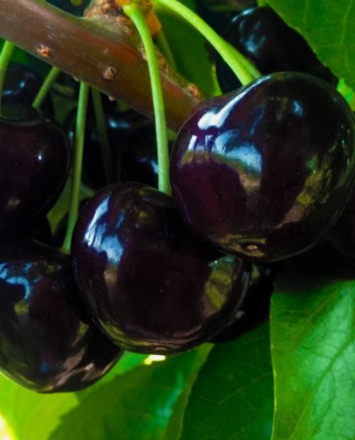 Cireş negru amar soiul Regele Negru