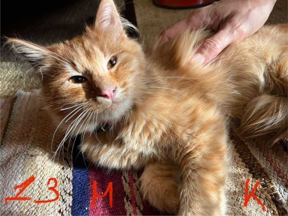 Спешно - Домашни котки се нуждаят от Приемен / Постоянен дом