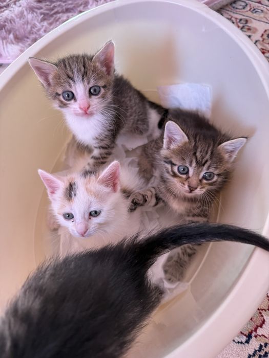 Отдам котят в добрые руки