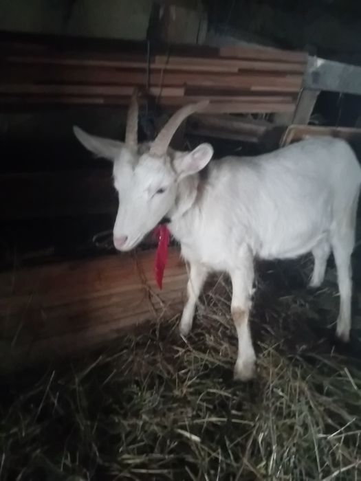 Vând  iadă de lapte sanen