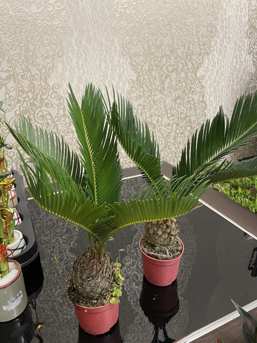 Пальма Цикас неприхотливая