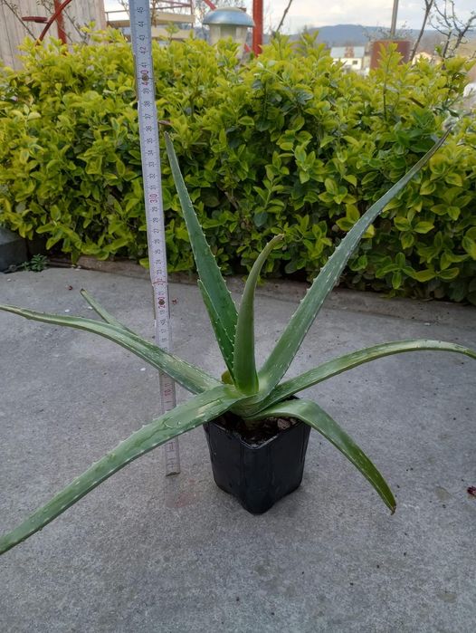 Vand Aloe Vera diferite dimensiuni