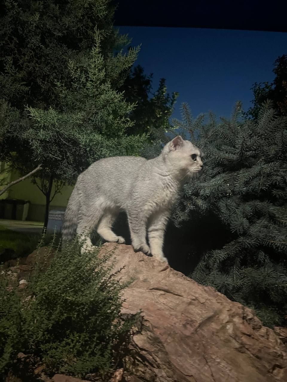 Mushuk Scottish fold qiz bola