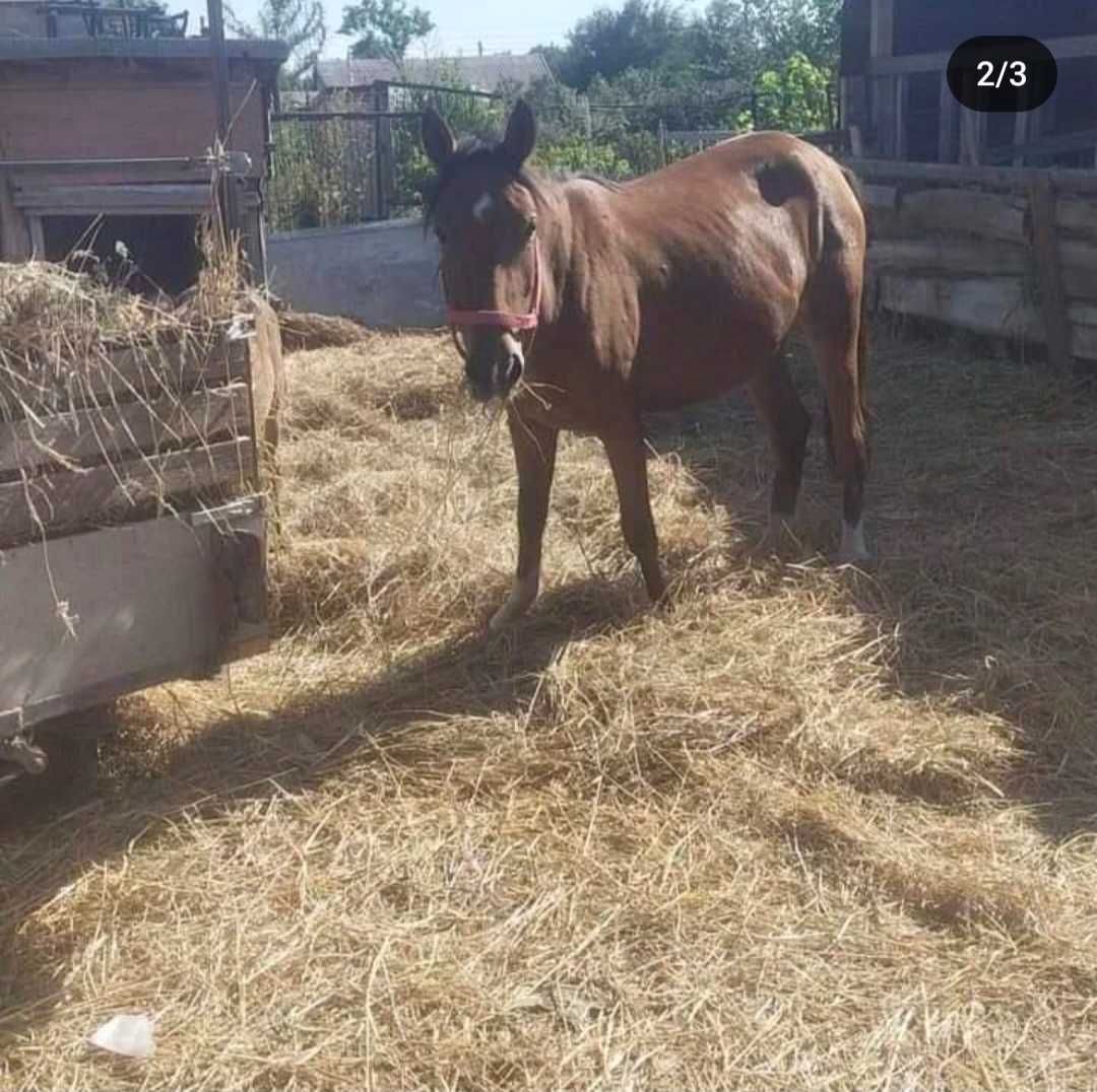 Продам лошадей 3,4 года