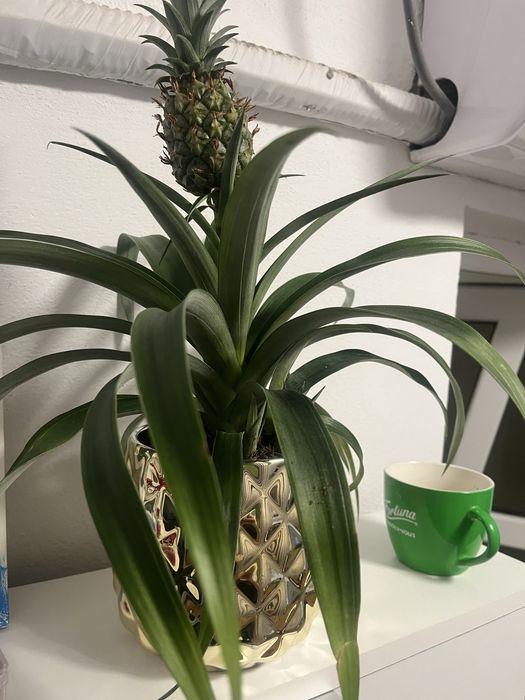 Vand ananas la ghiveci