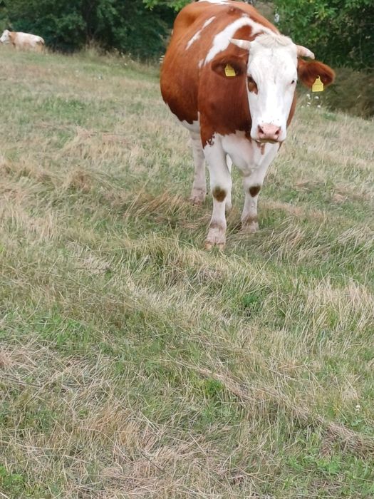 Vand vaci baltata romaneasca