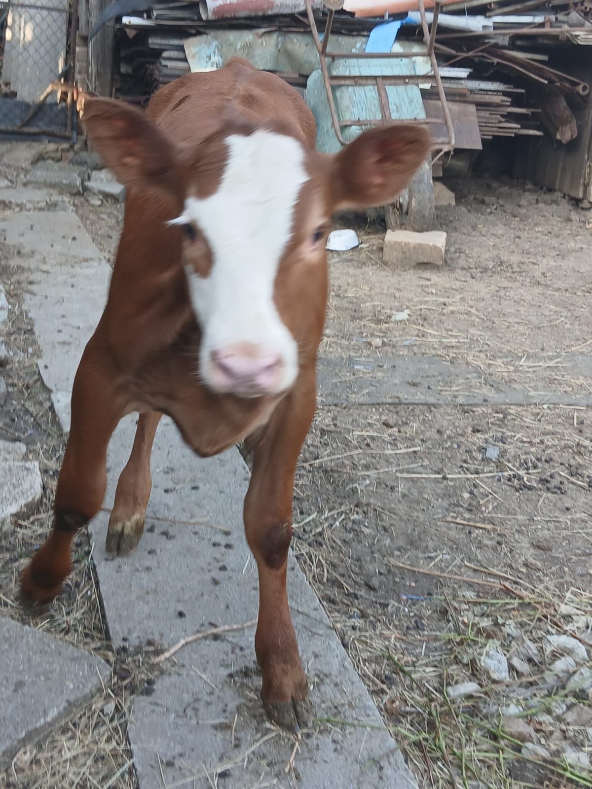 Vând vitea angus de 4 luni